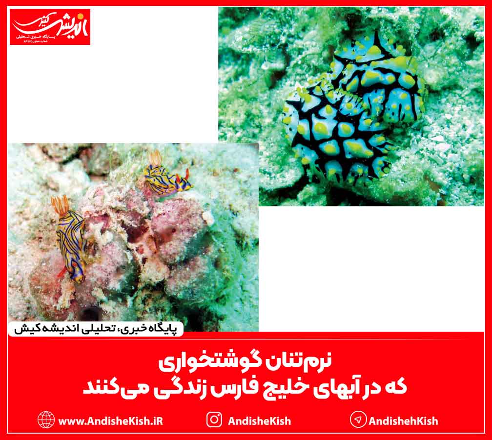نرم‌تنان گوشتخواری که در آبهای خلیج فارس زندگی می‌کنند