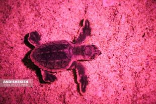 گزارش تصویری : لاک پشتهای پوزه عقابی کیش ، سر از تخم درآورده و راهی دریا شدند/عکس : امیررضا سیم ریز