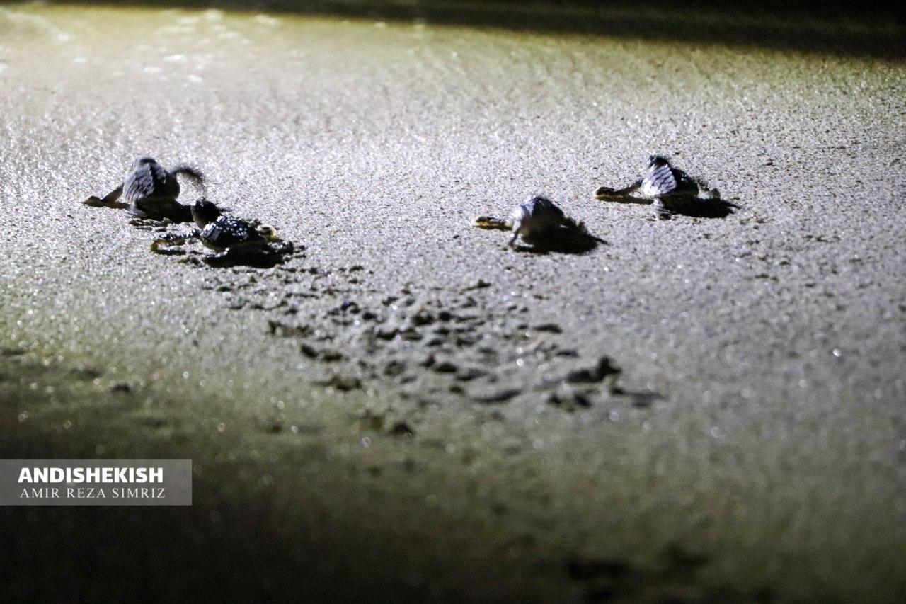 لاک پشتهای پوزه عقابی کیش ، سر از تخم درآورده و راهی دریا شدند