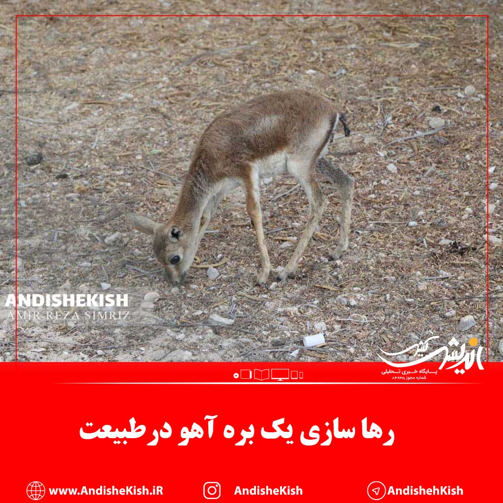 گزارش تصویری : رها سازی یک بره آهو درطبیعت / عکس : امیر رضا سیم ریز گزارش تصویری : رها سازی یک بره آهو درطبیعت / عکس : امیر رضا سیم ریز