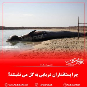 چرا پستانداران دریایی به گل می نشینند؟