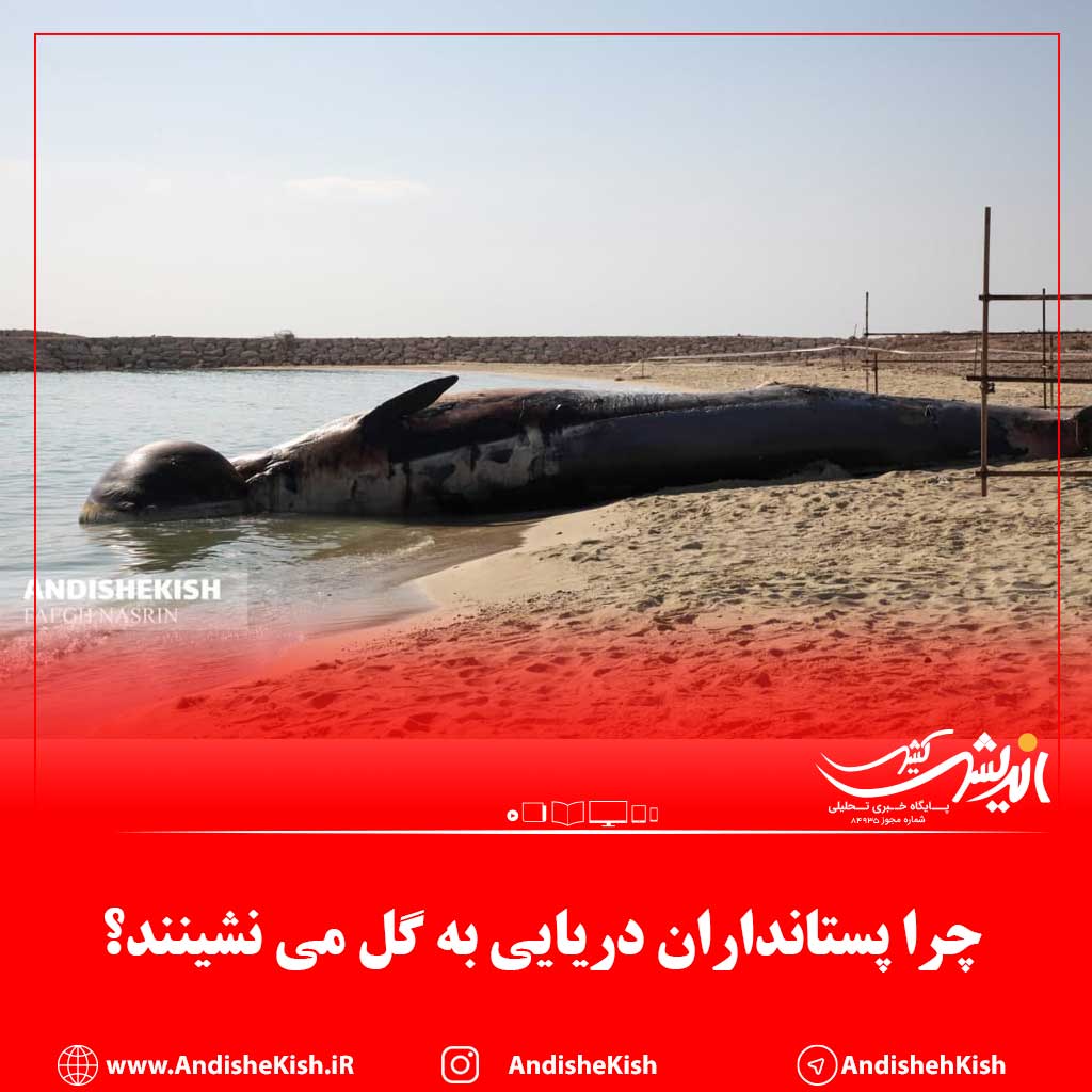 چرا پستانداران دریایی به گل می نشینند؟ چرا پستانداران دریایی به گل می نشینند؟