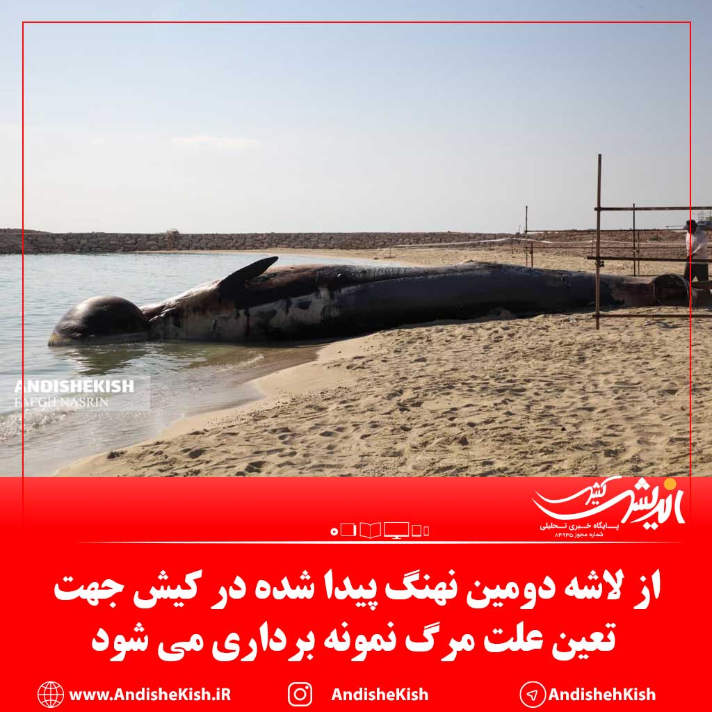 از لاشه دومین نهنگ پیدا شده در کیش جهت تعین علت مرگ نمونه برداری می شود از لاشه دومین نهنگ پیدا شده در کیش جهت تعین علت مرگ نمونه برداری می شود