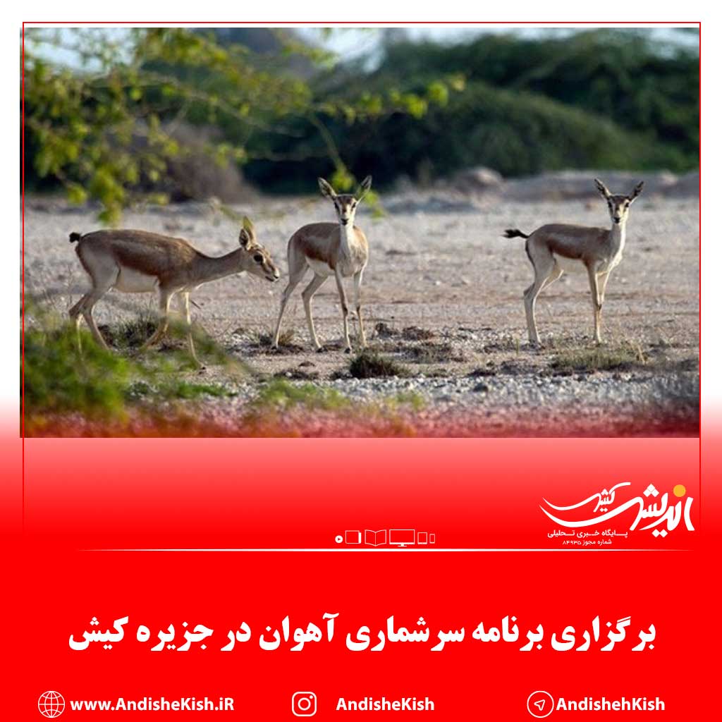 برگزاری برنامه سرشماری آهوان در جزیره کیش