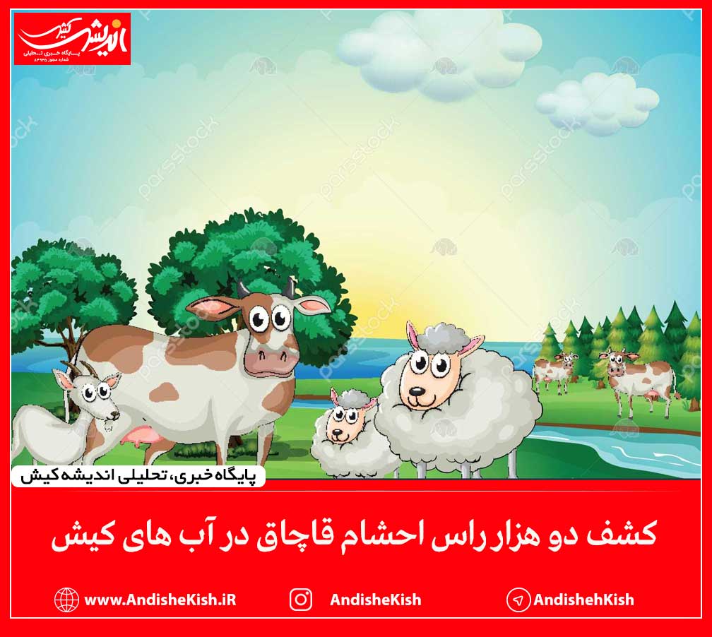 کشف دو هزار راس احشام قاچاق در آب های کیش کشف دو هزار راس احشام قاچاق در آب های کیش