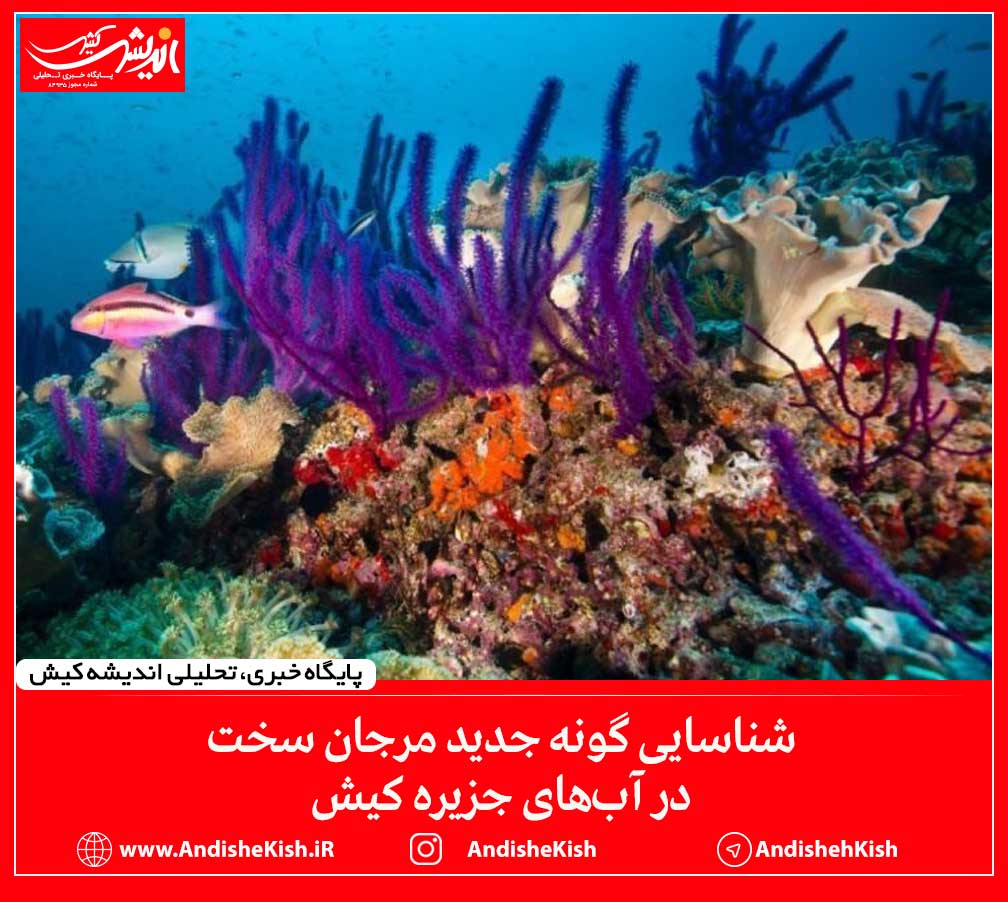 شناسایی گونه جدید مرجان سخت در آب‌های جزیره کیش