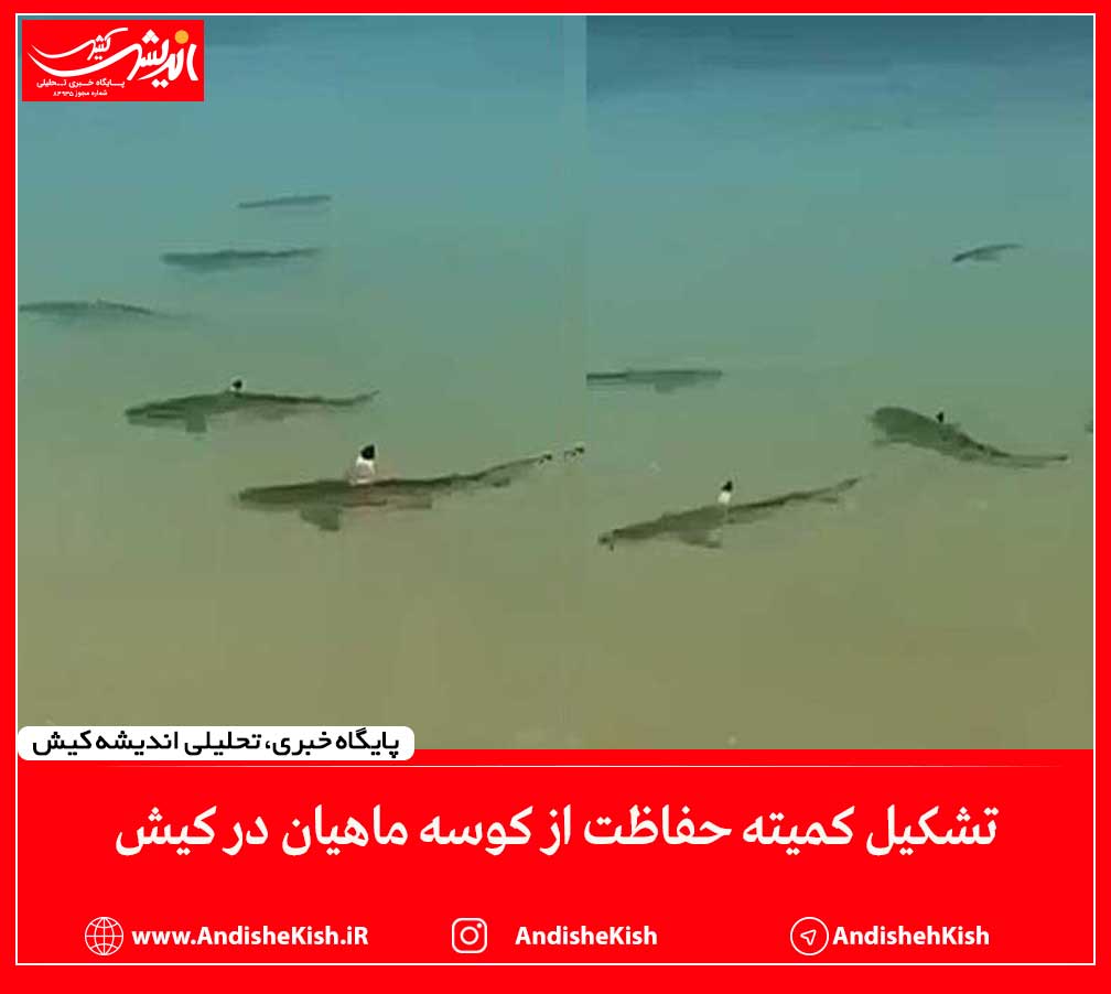 تشکیل کمیته حفاظت از کوسه ماهیان در کیش تشکیل کمیته حفاظت از کوسه ماهیان در کیش