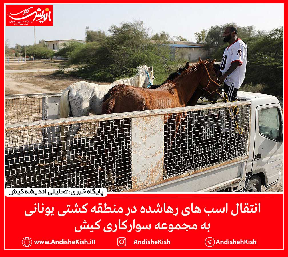 انتقال اسب های رهاشده در منطقه کشتی یونانی به مجموعه سوارکاری کیش
