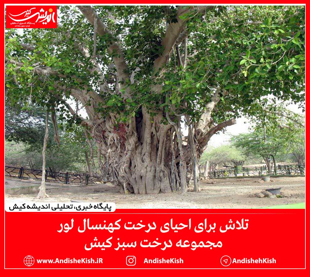 تلاش برای احیای درخت کهنسال لور مجموعه درخت سبز کیش