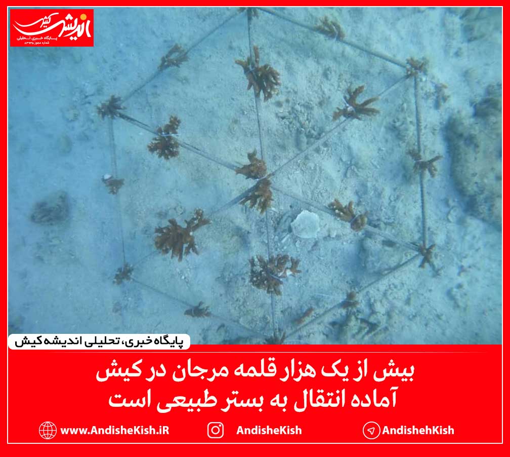 بیش از یک هزار قلمه مرجان در کیش آماده انتقال به بستر طبیعی است بیش از یک هزار قلمه مرجان در کیش آماده انتقال به بستر طبیعی است
