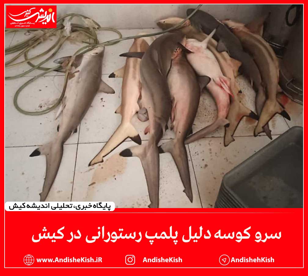 سرو کوسه دلیل پلمپ رستورانی در کیش