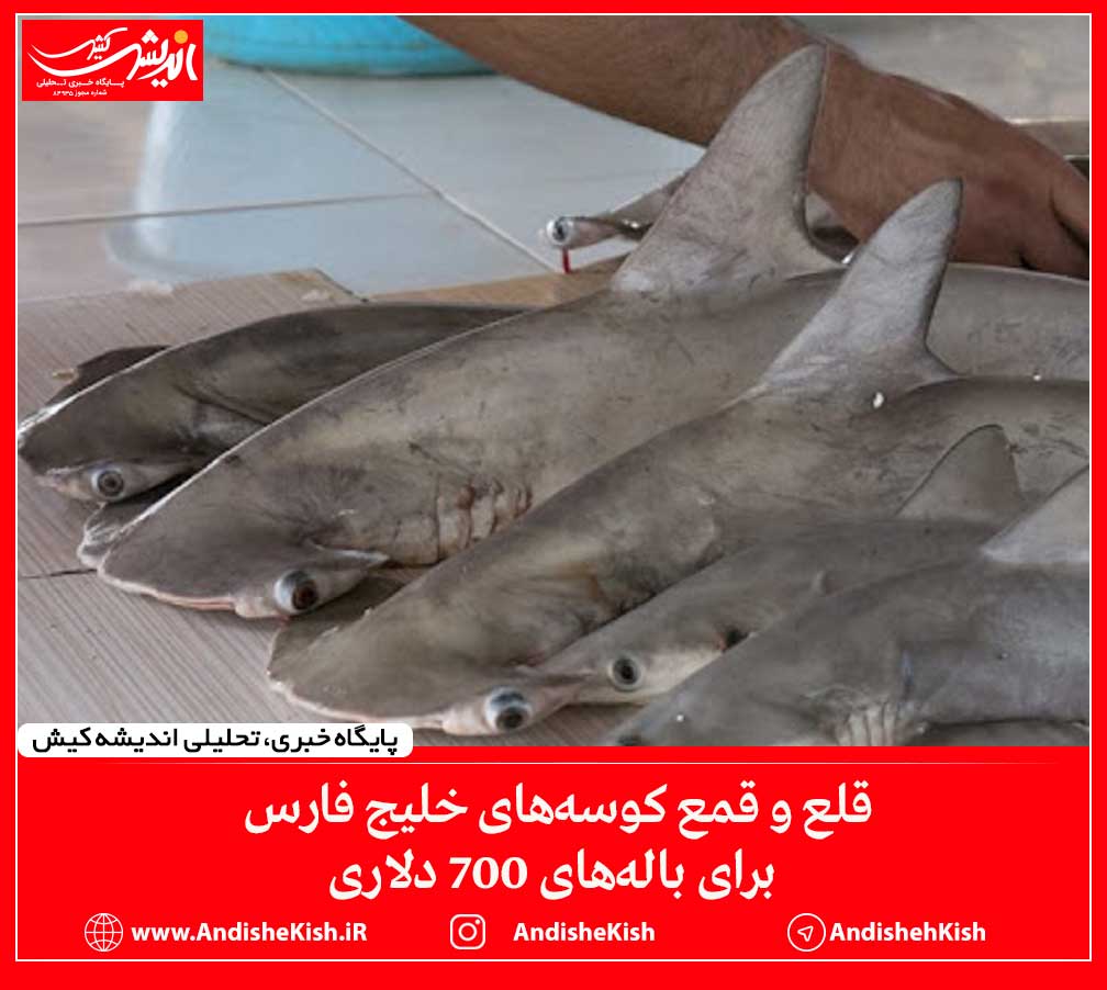 قلع و قمع کوسه‌های خلیج فارس برای باله‌های ۷۰۰ دلاری