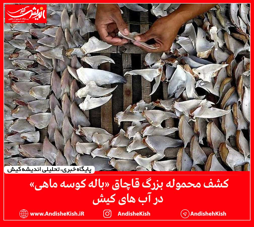 کشف محموله بزرگ قاچاق «باله کوسه ماهی» در آب های کیش کشف محموله بزرگ قاچاق «باله کوسه ماهی» در آب های کیش