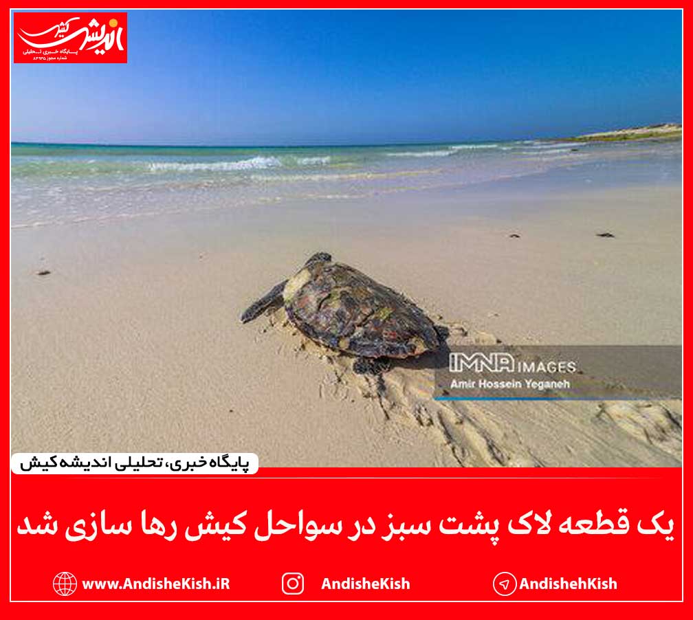 یک قطعه لاک‌ پشت سبز در سواحل کیش رها سازی شد