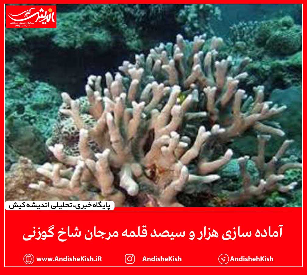 آماده سازی هزار و سیصد قلمه مرجان شاخ گوزنی