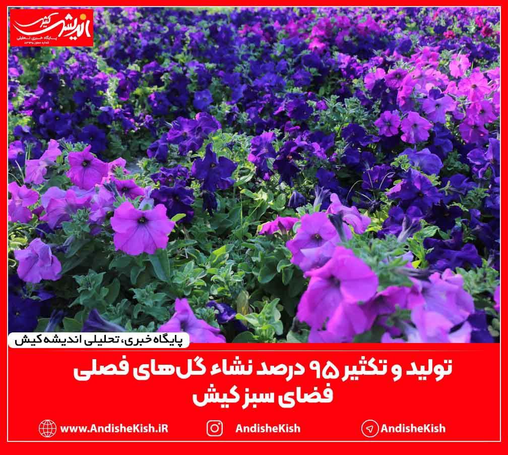 تولید و تکثیر 95 درصد نشاء گل های فصلی مورد نیاز فضای سبز کیش تولید و تکثیر ۹۵ درصد نشاء گل های فصلی مورد نیاز فضای سبز کیش