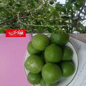 به بار نشستن درخت لیمو