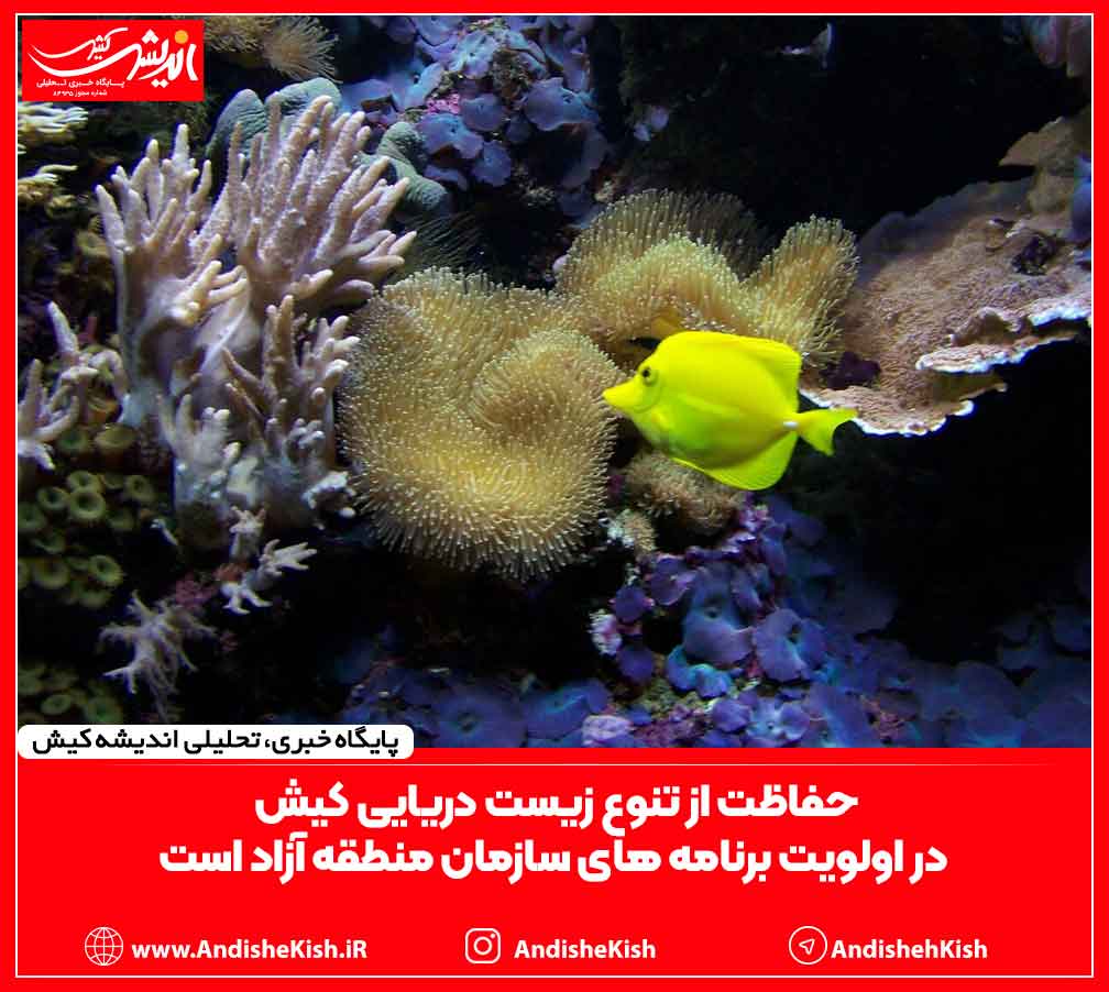حفاظت از تنوع زیست دریایی کیش در اولویت برنامه های سازمان منطقه آزاد است
