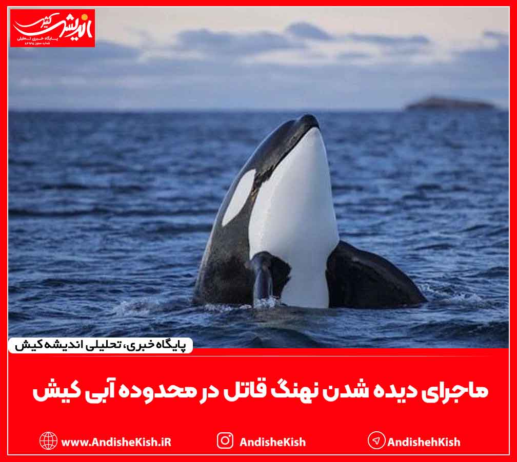 ماجرای دیده شدن نهنگ قاتل در محدوده آبی کیش