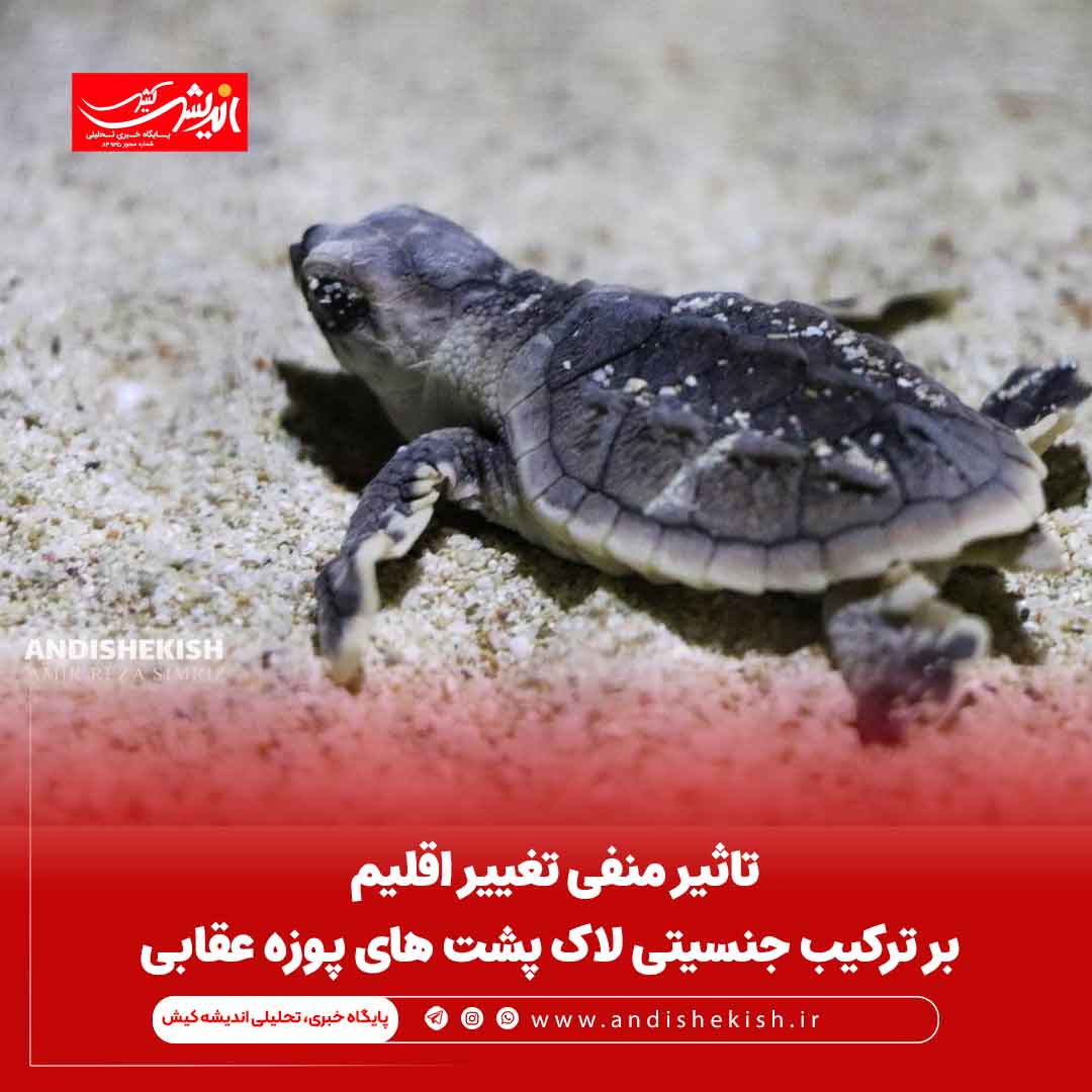 تاثیر منفی تغییر اقلیم بر ترکیب جنسیتی لاک پشت های پوزه عقابی