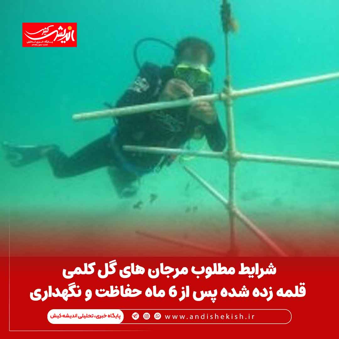 شرایط مطلوب مرجان های گل کلمی قلمه زده شده پس از ۶ ماه حفاظت و نگهداری