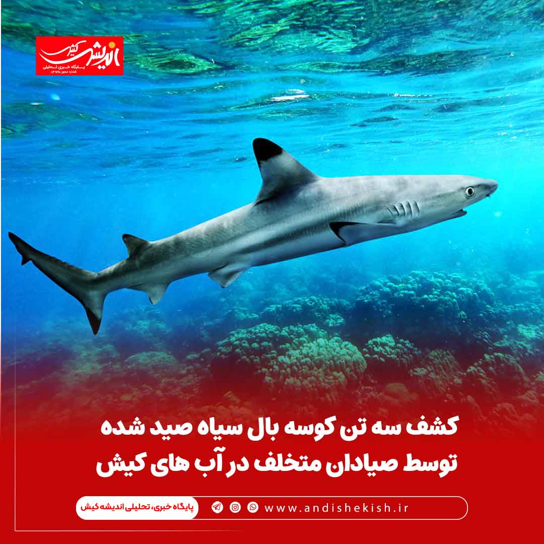 کشف سه تن کوسه بال سیاه صید شده توسط صیادان متخلف در آب های کیش کشف سه تن کوسه بال سیاه صید شده توسط صیادان متخلف در آب های کیش