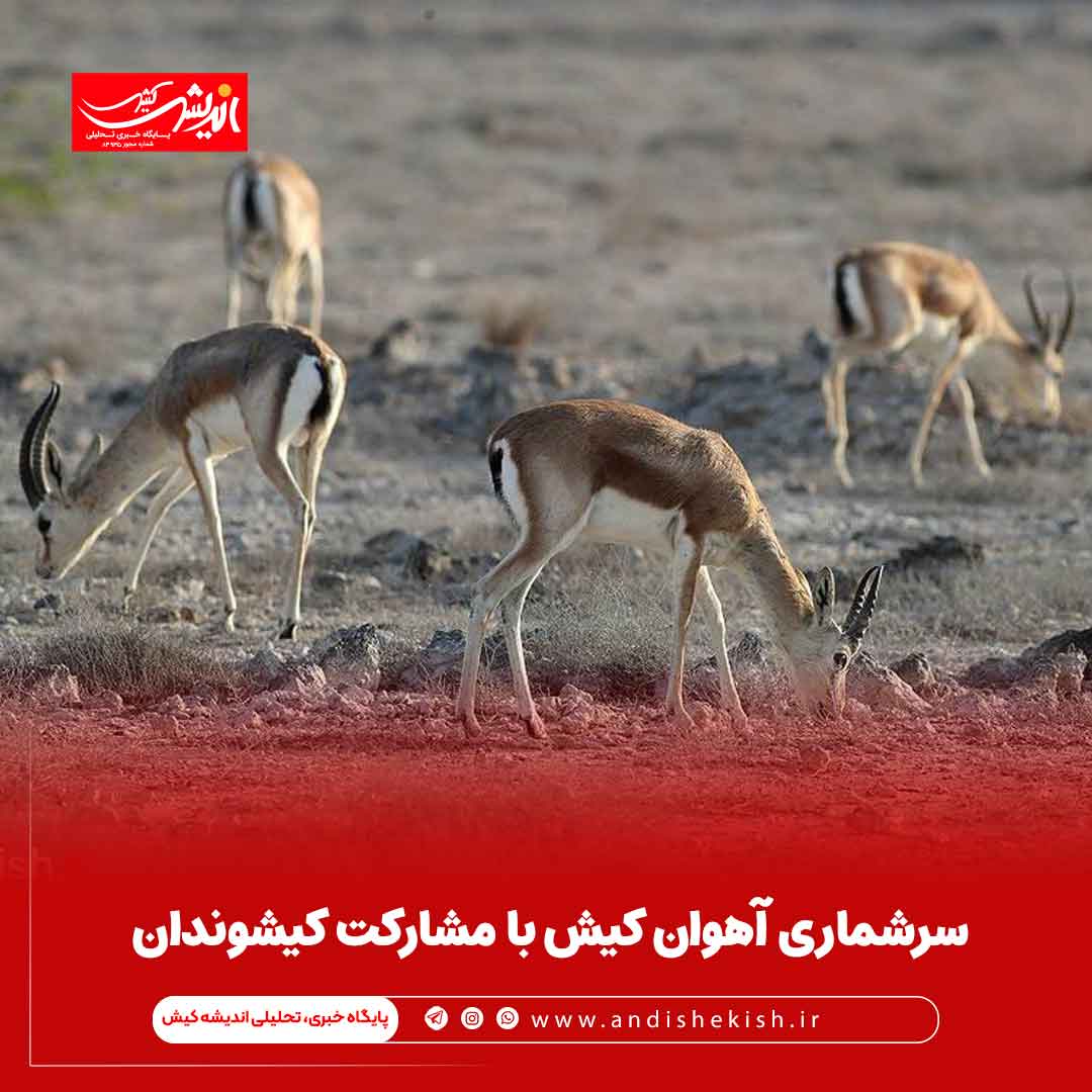 سرشماری آهوان کیش با مشارکت کیشوندان