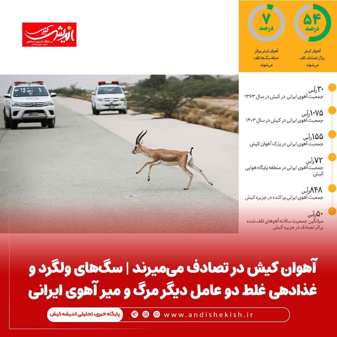 آهوان کیش در تصادف می‌میرند | سگ‌های ولگرد و غذادهی غلط دو عامل دیگر مرگ و میر آهوی ایرانی