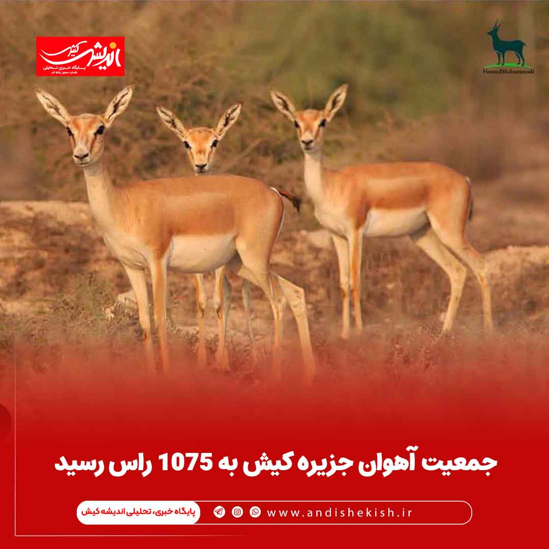 جمعیت آهوان جزیره کیش به ۱۰۷۵ راس رسید جمعیت آهوان جزیره کیش به ۱۰۷۵ راس رسید