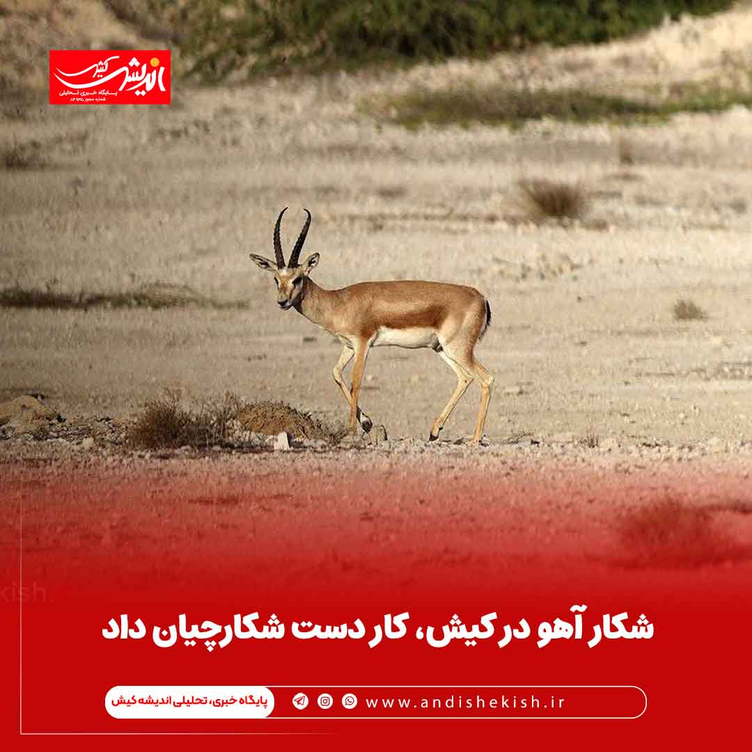 شکار آهو در کیش، کار دست شکارچیان داد