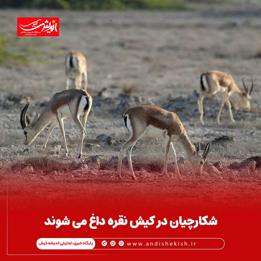 شکارچیان در کیش نقره داغ می شوند