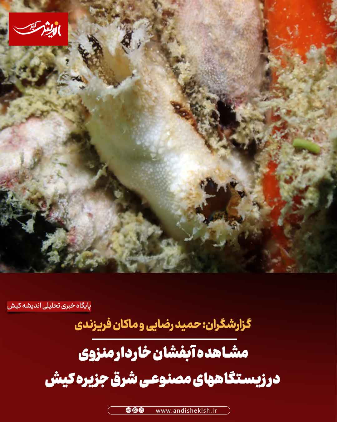 مشاهده آبفشان خاردار منزوی در زیستگاه‏های مصنوعی شرق جزیره کیش