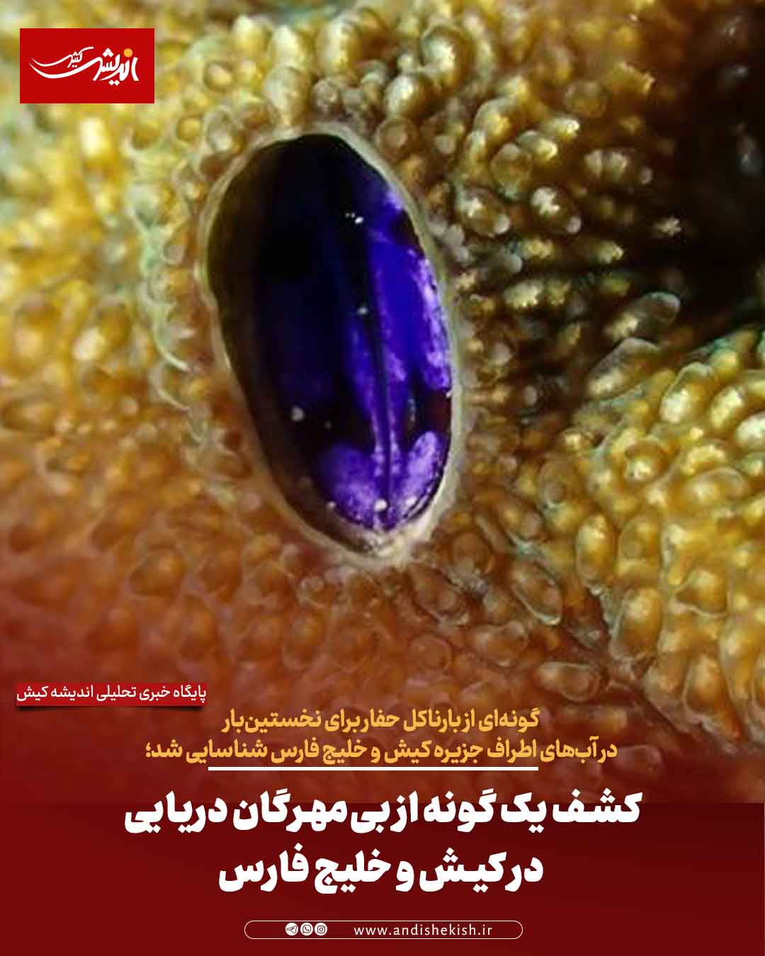 کشف یک گونه از بی‌مهرگان دریایی در کیش و خلیج فارس