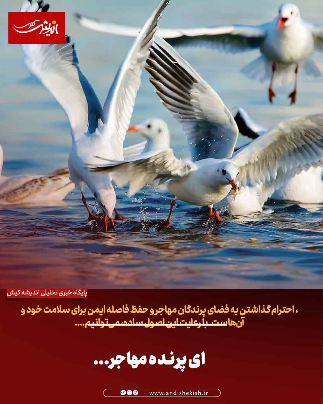 ای پرنده مهاجر…