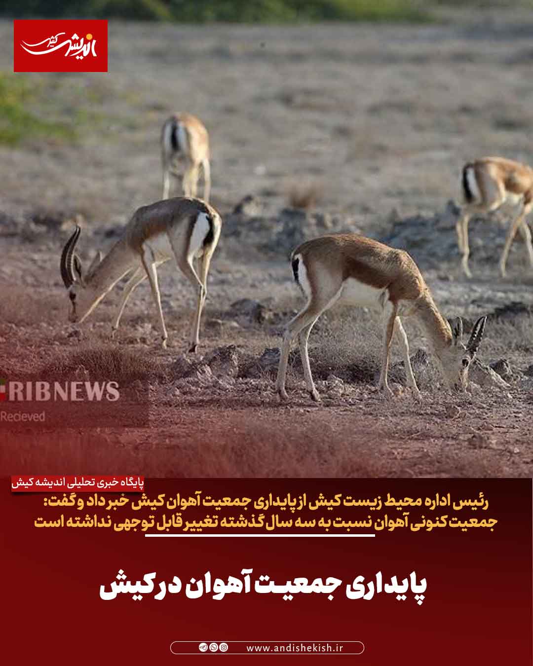 پایداری جمعیت آهو‌ان در کیش