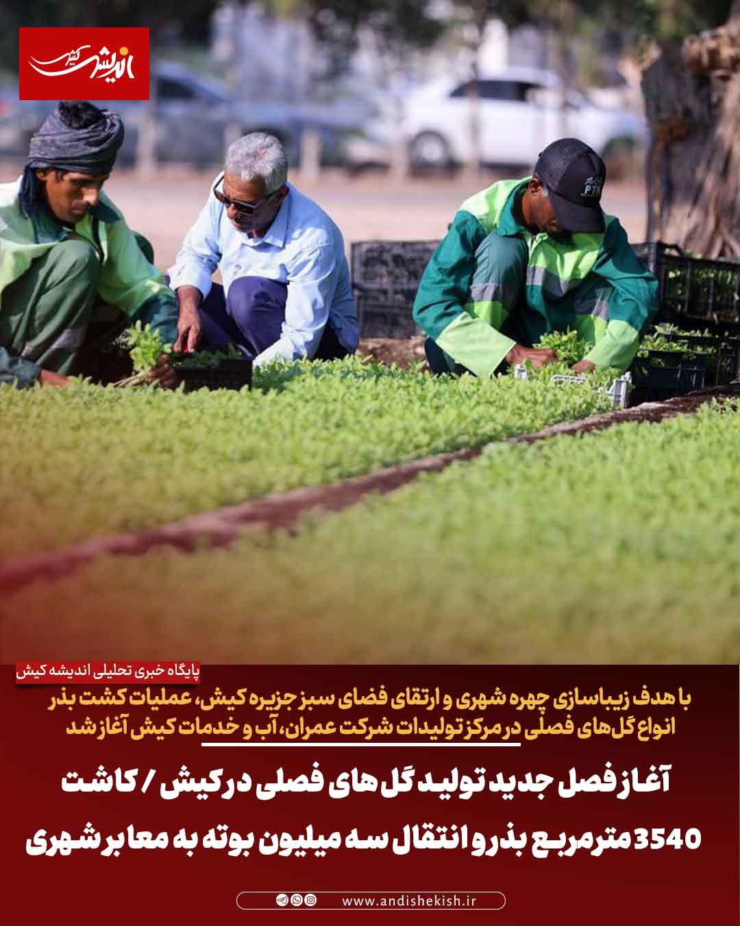 آغاز فصل جدید تولید گل‌های فصلی در کیش / کاشت ۳۵۴۰ مترمربع بذر و انتقال سه میلیون بوته به معابر شهری